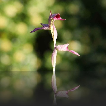 Orchidée Sauvage, 76 sortes en Corse